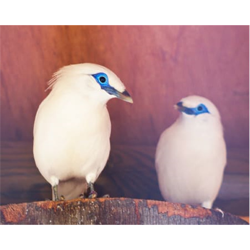 Ilha das Aves: Visita ao Zoo de Aves - Ribeira Brava, Bilhete Adulto (13+)