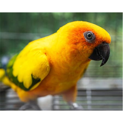 Ilha das Aves: Visita ao Zoo de Aves - Ribeira Brava, Bilhete Adulto (13+)