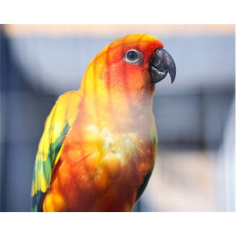 Ilha das Aves: Visita ao Zoo de Aves - Ribeira Brava, Bilhete Adulto (13+)