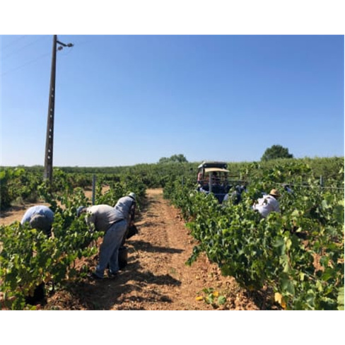Visita à Quinta do Carneiro c/ Prova de Vinhos e Petiscos
