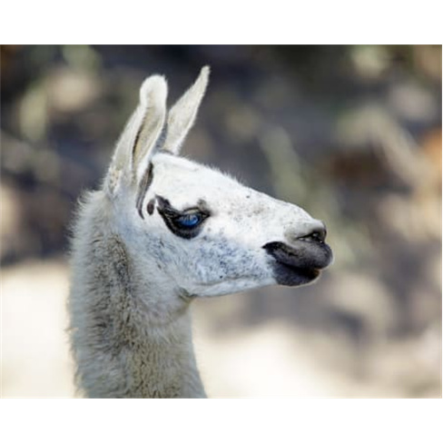 Monte Selvagem | 1 Dia Inteiro na Reserva Animal! Montemor-o-Novo Bilhete Adulto