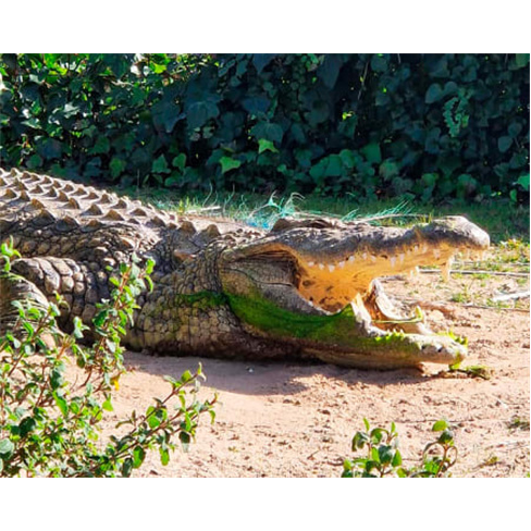 Experiência na Reserva Animal do Monte Selvagem em Montemor - Bilhete Criança.
