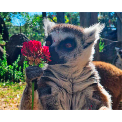 Experiência na Reserva Animal do Monte Selvagem em Montemor - Bilhete Criança.