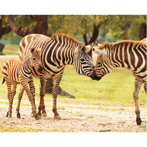 Experiência na Reserva Animal do Monte Selvagem em Montemor - Bilhete Criança.