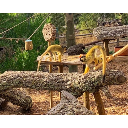 Monte Selvagem | 1 Dia Inteiro na Reserva Animal! Montemor-o-Novo Bilhete Adulto