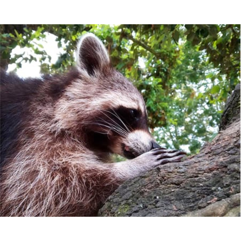Experiência na Reserva Animal do Monte Selvagem em Montemor - Bilhete Criança.
