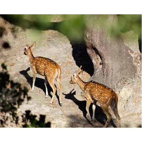 Experiência na Reserva Animal do Monte Selvagem em Montemor - Bilhete Criança.