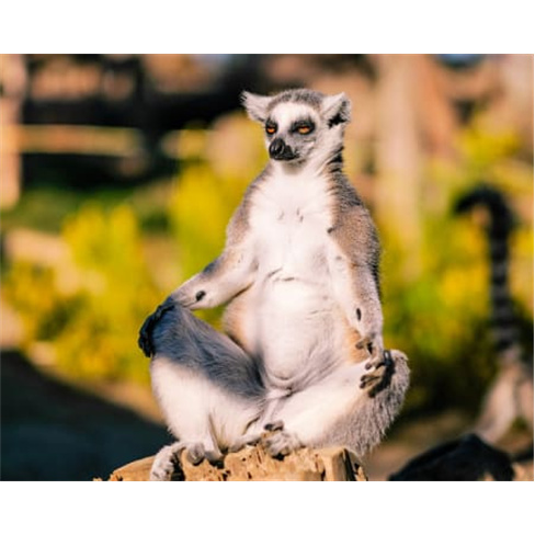 Monte Selvagem | 1 Dia Inteiro na Reserva Animal! Montemor-o-Novo Bilhete Adulto