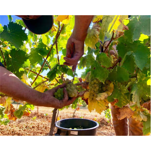 Visita à Quinta do Carneiro c/ Prova de Vinhos e Petiscos