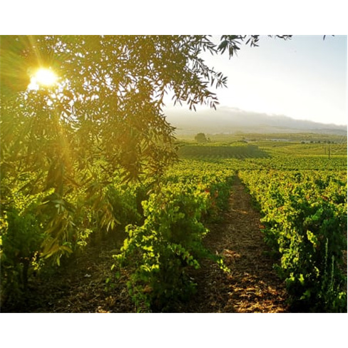 Descubra vinhos especiais e petiscos na Quinta do Carneiro - Alenquer.