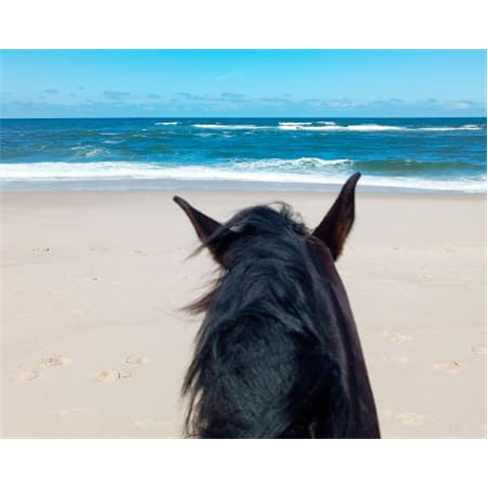 Passeio a Cavalo na Praia do Furadouro | Equi São João - Aveiro