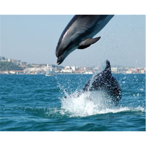 Costa da Arrábida: Golfinhos e Degustação | Até 6 PessoasnCaracteres: 53