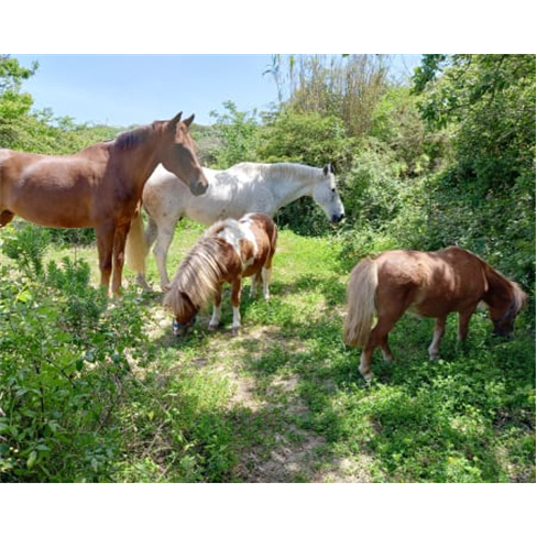 Passeio Romântico a Cavalo para Dois na Quintinha dos Cavalosnn(57 caracteres