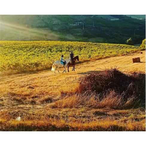 Passeio Romântico a Cavalo para Dois na Quintinha dos Cavalosnn(57 caracteres