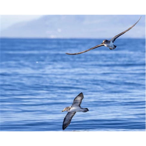 Ocean Safari: Passeio de Barco em São Miguel c/ Observação de Vida Marinha Se