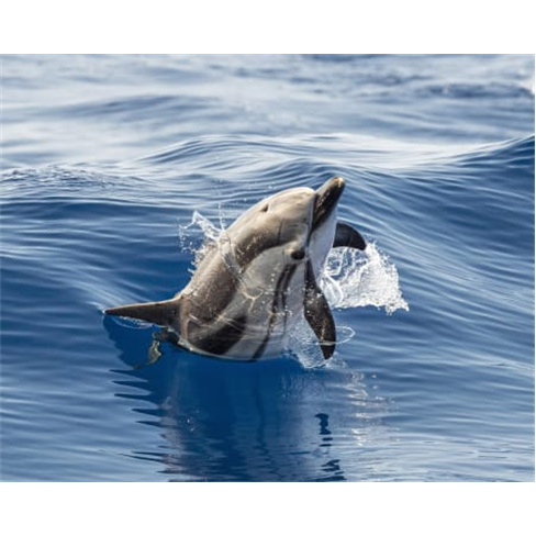 Ocean Safari: Passeio de Barco em São Miguel c/ Observação de Vida Marinha Se