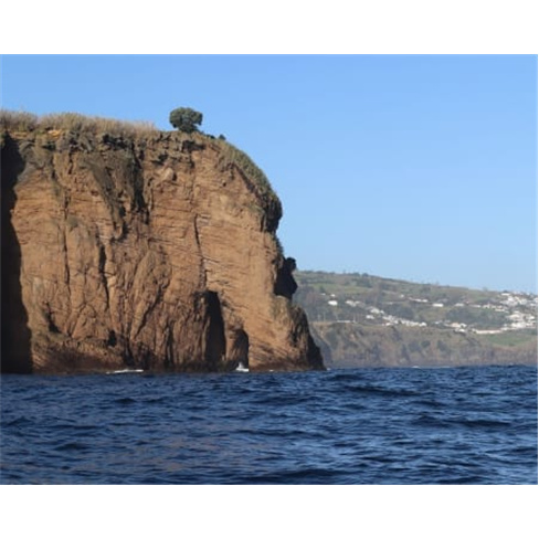 Ocean Safari: Passeio de Barco em São Miguel c/ Observação de Vida Marinha Se