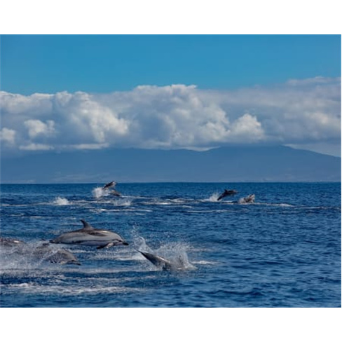 Ocean Safari: Passeio de Barco em São Miguel c/ Observação de Vida Marinha Se