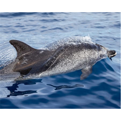 Ocean Safari: Passeio de Barco em São Miguel c/ Observação de Vida Marinha Se
