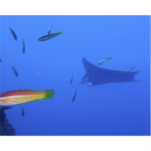 Batismo de Mergulho | Angra do Heroísmo | Terceira Adventures Pack 6 Mergulhos
