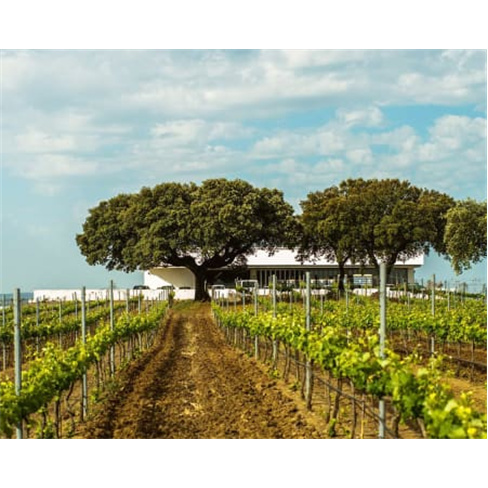 Visita à Adega Mayor & Prova de Vinhos | Campo Maior Visita + Prova de Vinhos +