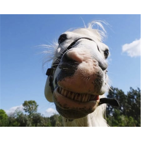 Batismo Equestre ou Passeio Privado + Piquenique | Equus Otium - Guimarães Bati