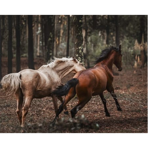 Batismo Equestre ou Passeio Privado + Piquenique | Equus Otium - Guimarães Bati