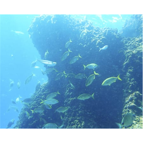 Batismo de Mergulho | Angra do Heroísmo | Terceira Adventures Batismo de Mergul