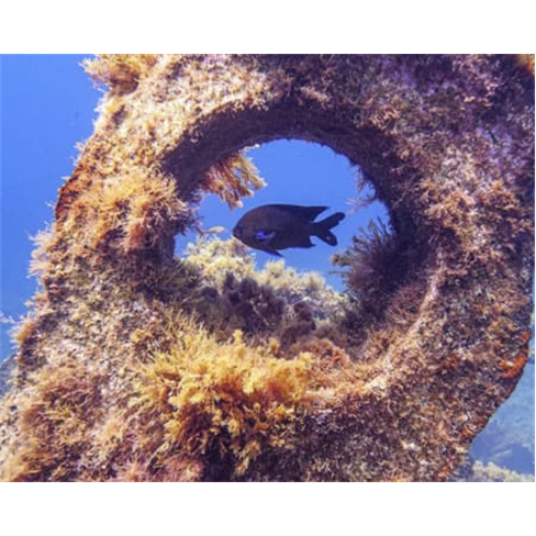 Batismo de Mergulho | Angra do Heroísmo | Terceira Adventures Batismo de Mergul