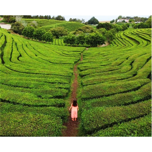 Passeio Guiado à Escolha | Azorean Tales - São Miguel Bee Inspired