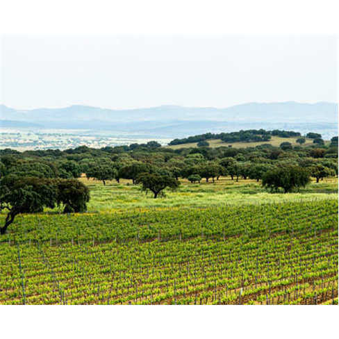 Visita à Adega Mayor & Prova de Vinhos | Campo Maior Visita + Prova de Vinhos +