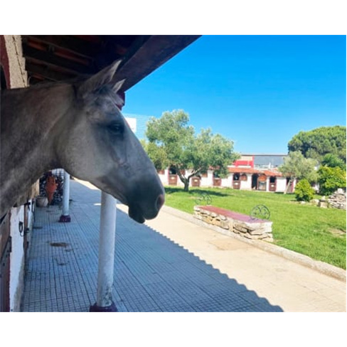 Festa de Aniversário Infantil c/ Passeio a Cavalo em Sintra até 15 Crianças |