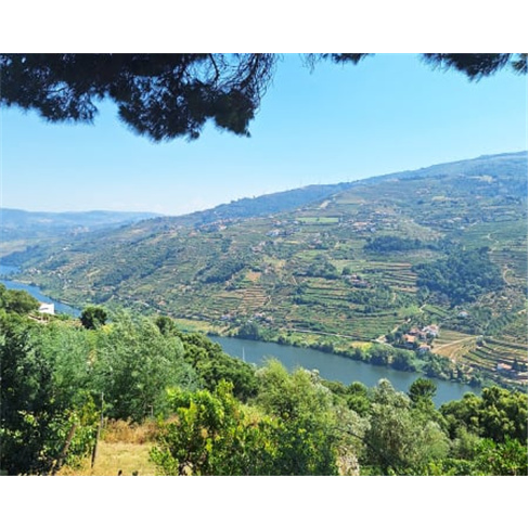 Hotel Douro Scala 5* - Vila Real | Estadia de Sonho com Spa no Douro 1 Noite + A