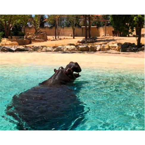 Jardim Zoológico | Descubra o Reino Animal em Família! Entradas para 1 Adulto
