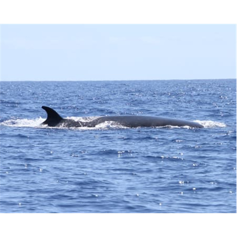 Passeio de Barco para Observação Baleias e Golfinhos na Madeira | H2O Madeira
