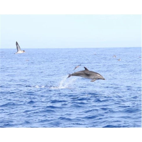 Passeio de Barco para Observação Baleias e Golfinhos na Madeira | H2O Madeira