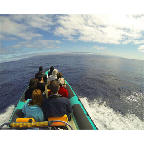 Passeio de Barco para Observação Baleias e Golfinhos na Madeira | H2O Madeira
