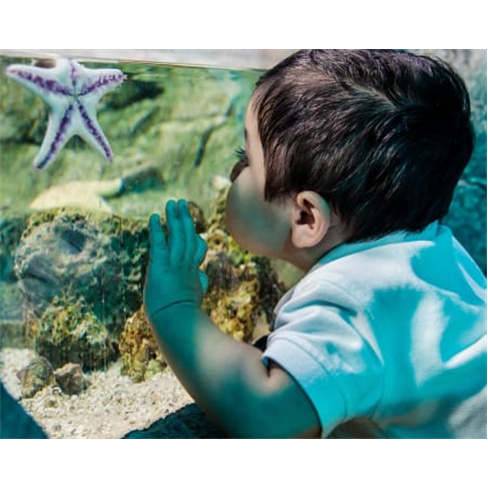 Bilhetes para o SEA LIFE Porto | O Aquário das Famílias com Mais de 3 Mil Cria