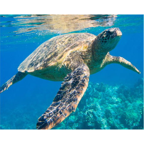 Bilhetes para o SEA LIFE Porto | O Aquário das Famílias com Mais de 3 Mil Cria