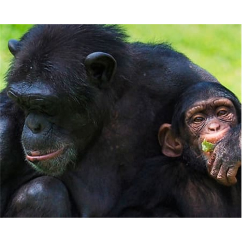 Jardim Zoológico | Descubra o Reino Animal em Família! Entradas para 1 Adulto