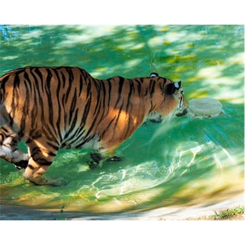 Jardim Zoológico | Descubra o Reino Animal em Família! Entradas para 1 Adulto
