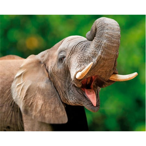 Jardim Zoológico | Entradas para 1 Adulto + 1 Criança