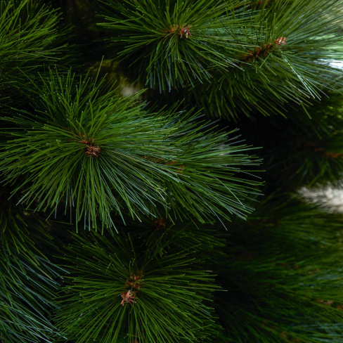 Árvore de natal Morry 180cm