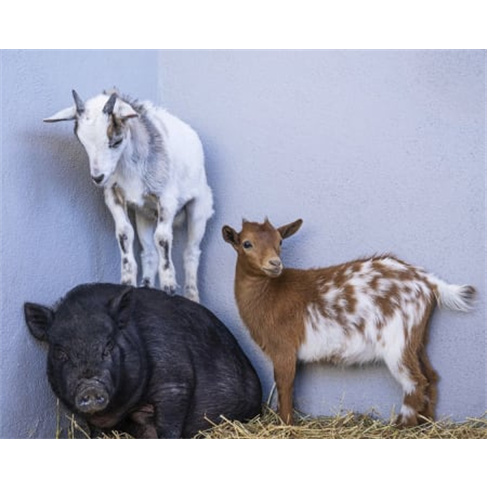 Natureza Alentejana: Estadia e Spa em Tenda Dome 1 Noite + Acesso ao Spa