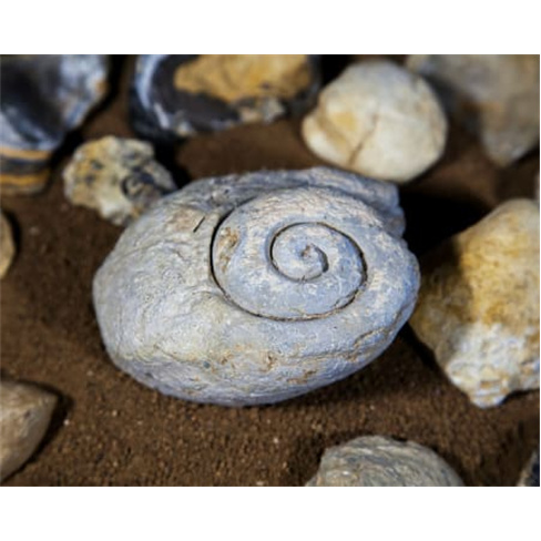 Experiência Premium: Prova de Vinhos + Visita a Manzwine | 2 Pessoas