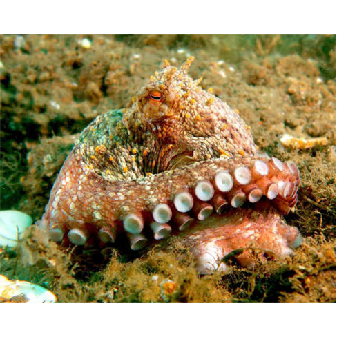 Baptismo de Mergulho no Mar | CS Diving Center - Leça da Palmeira