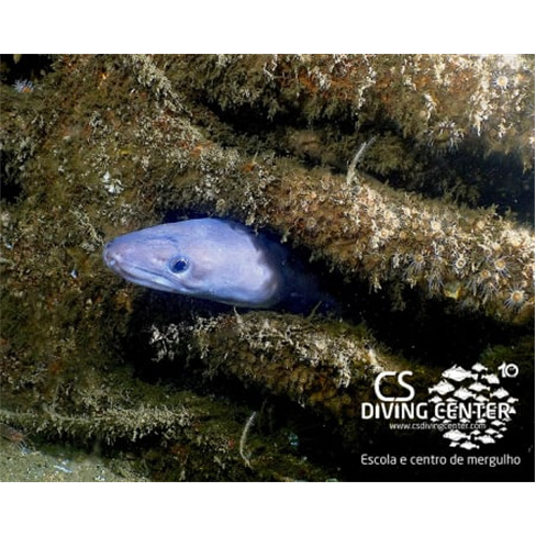 Baptismo de Mergulho no Mar | CS Diving Center - Leça da Palmeira