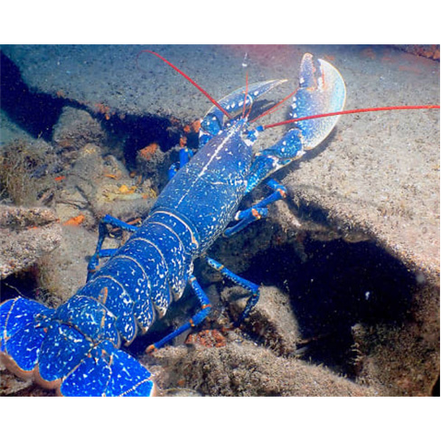 Baptismo de Mergulho no Mar | CS Diving Center - Leça da Palmeira