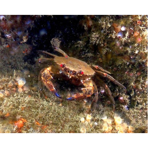 Baptismo de Mergulho no Mar | CS Diving Center - Leça da Palmeira