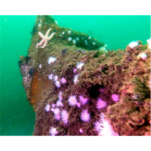 Baptismo de Mergulho no Mar | CS Diving Center - Leça da Palmeira